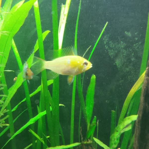 Valisnaria Spiralis "Italian"