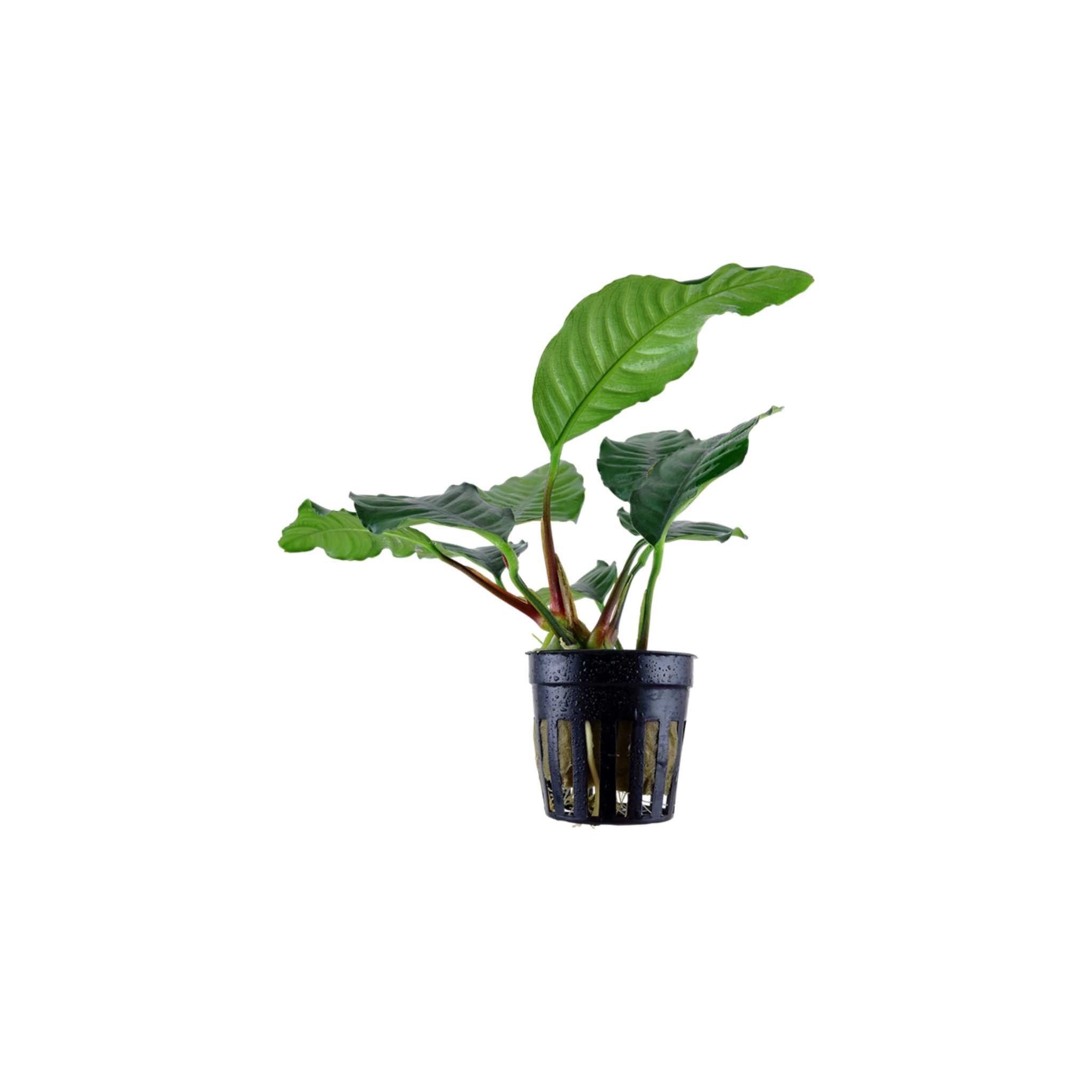Anubias Barteri (Coffeefolia)