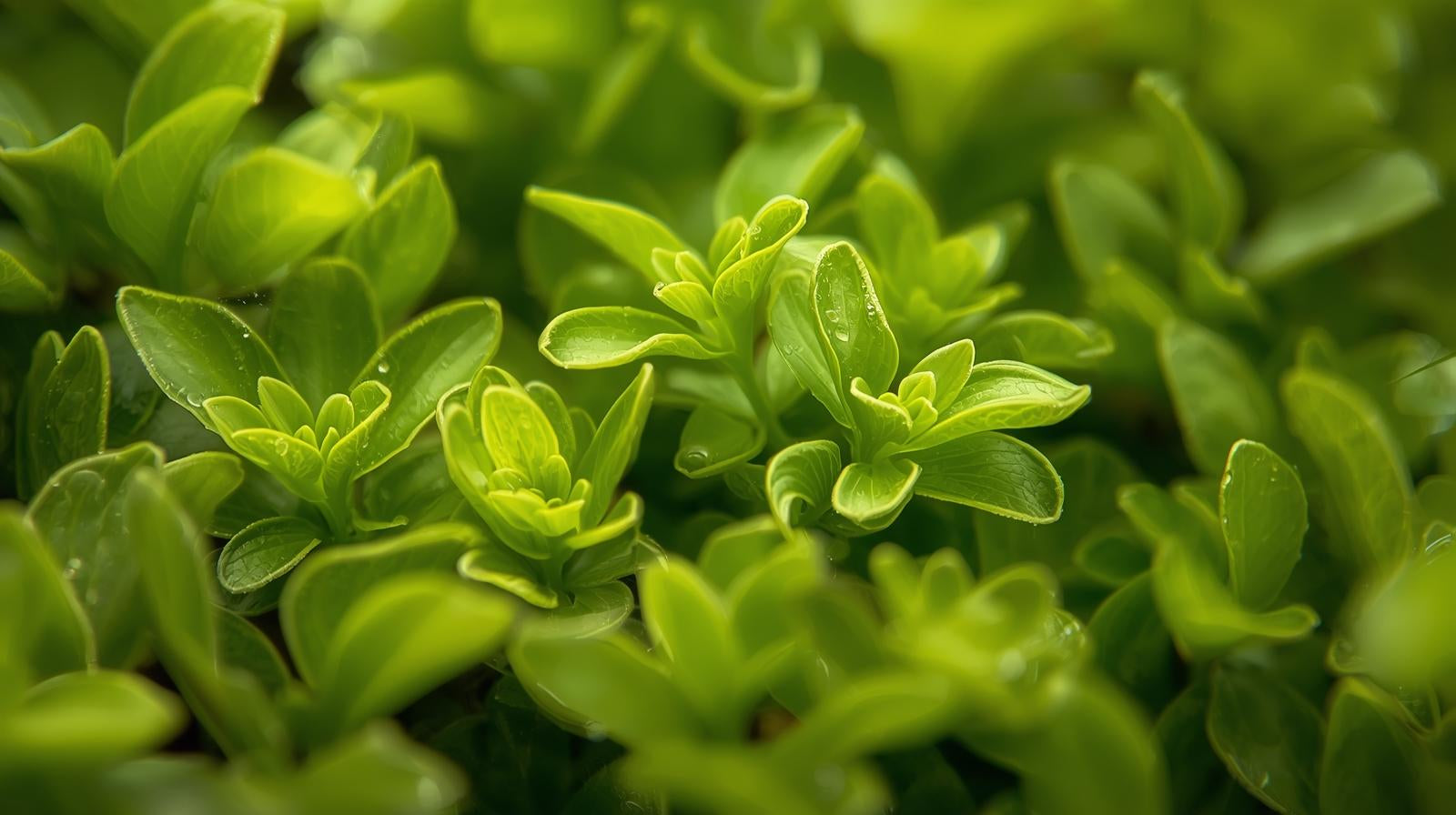 Dwarf Baby Tears Micranthemum Umbrosom