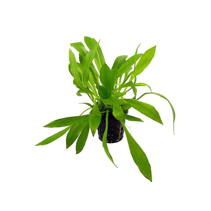 Chain Sword Narrow Leaf Hellanthium Bolivianum