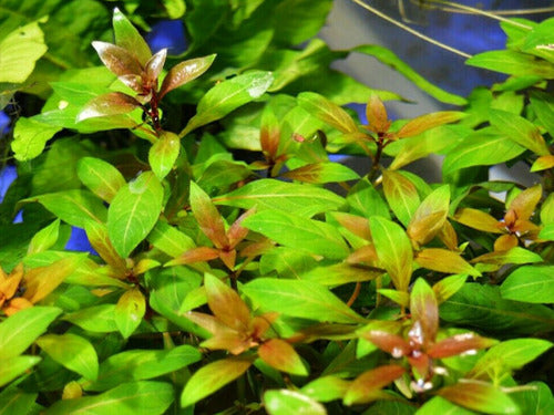 Ludwigia Repens Super Red Mini