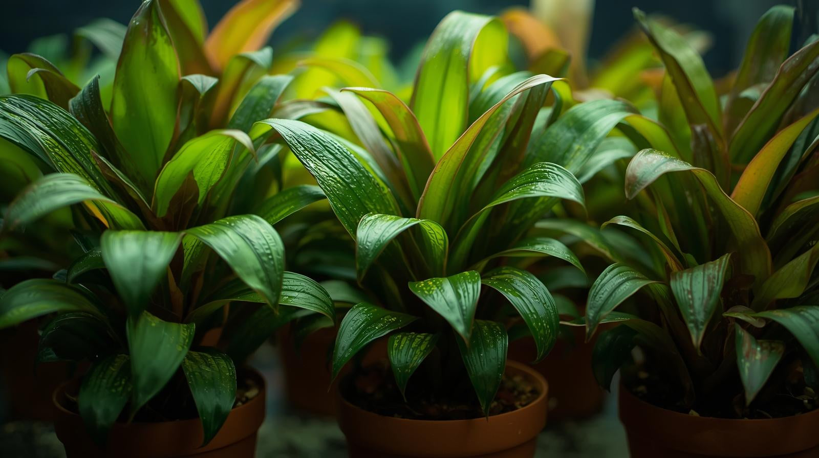 Cryptocoryne Becketii Petchii