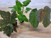 Angel Wing Begonia Assorted Starter Plant Bundle