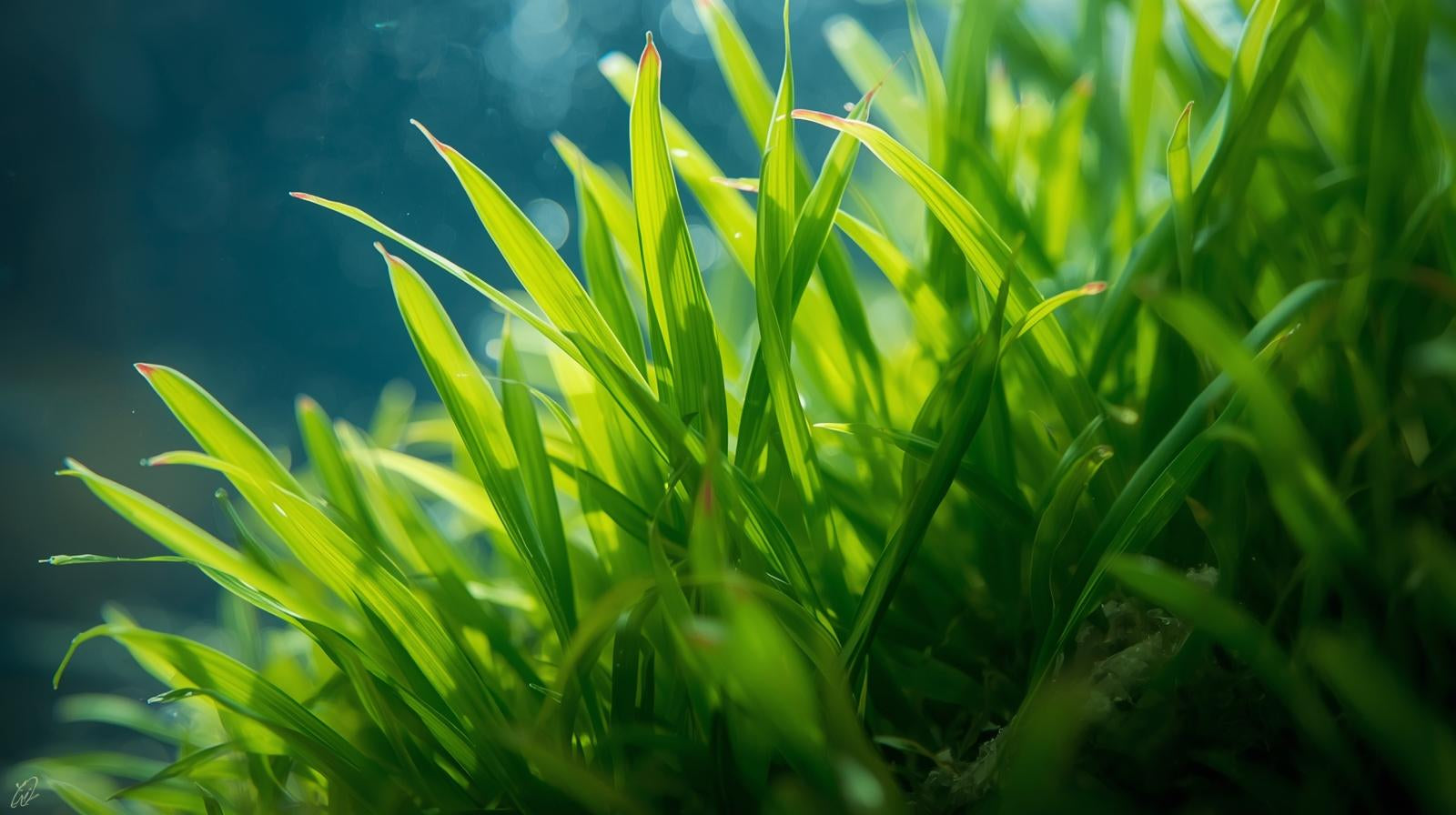Dwarf Sagittaria Subulata