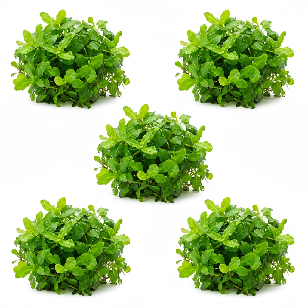 10X Staurogyne Repens Clumps