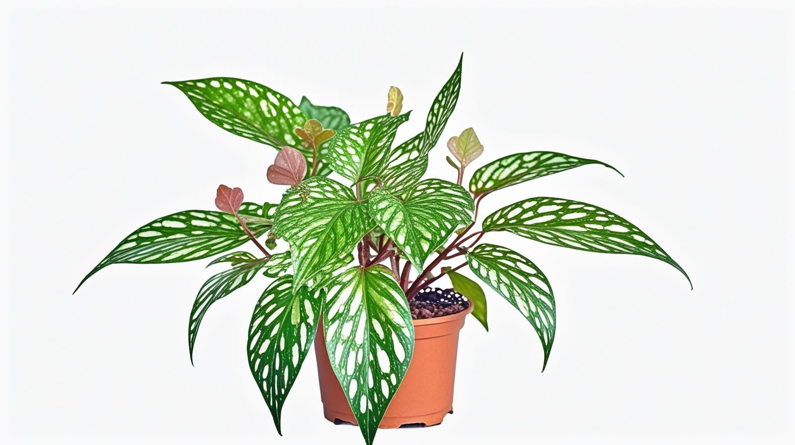 Angel Wing Begonia Medora