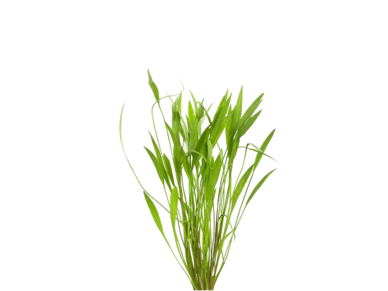 Chain Sword Narrow Leaf Hellanthium Bolivianum