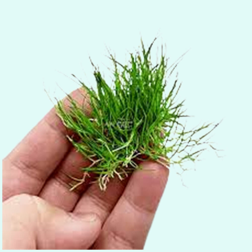 5 X Dwarf Hairgrass (Eleocharis Parvula)