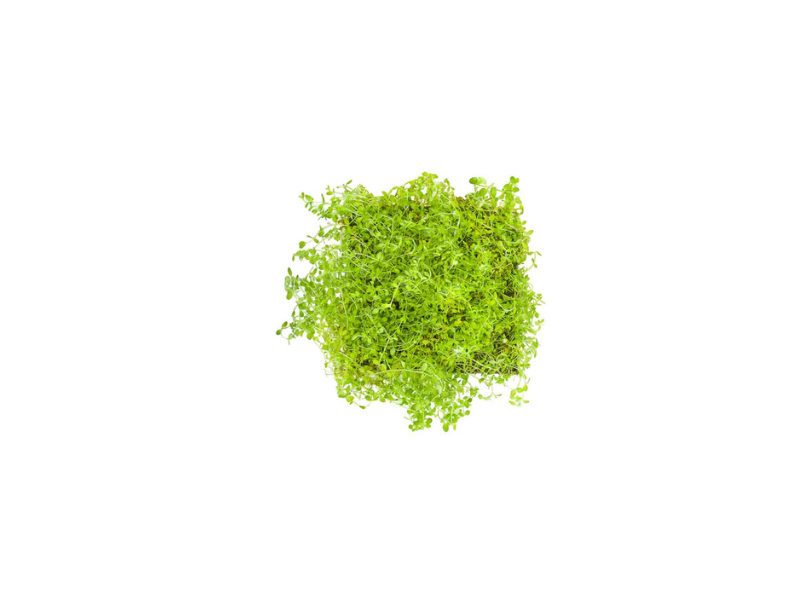 Dwarf Baby Tears Micranthemum Umbrosom