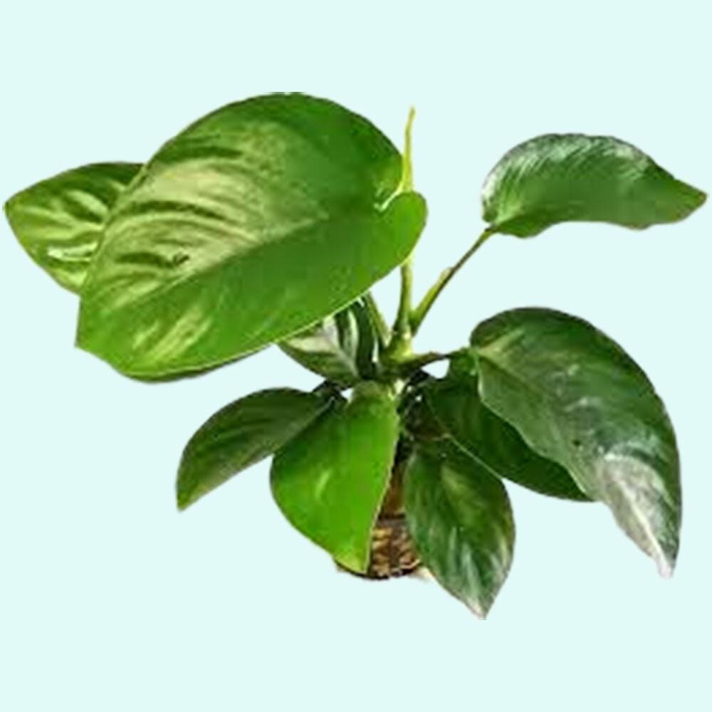 3 Anubias Aquatic Plants Bundle Small 1-3 Inches