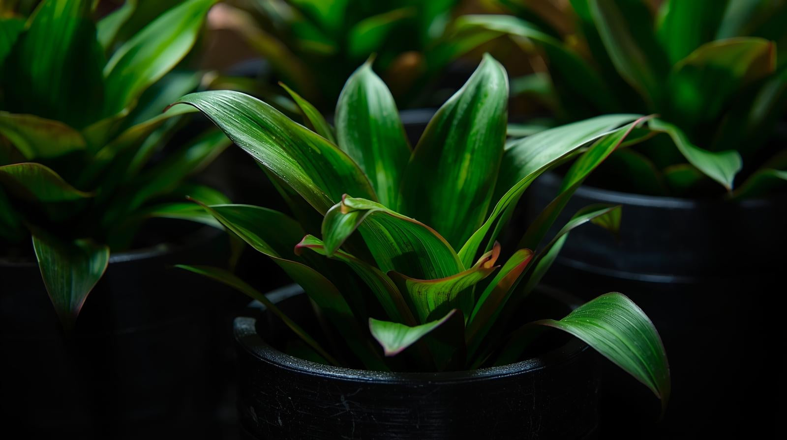Cryptocoryne Becketii Petchii