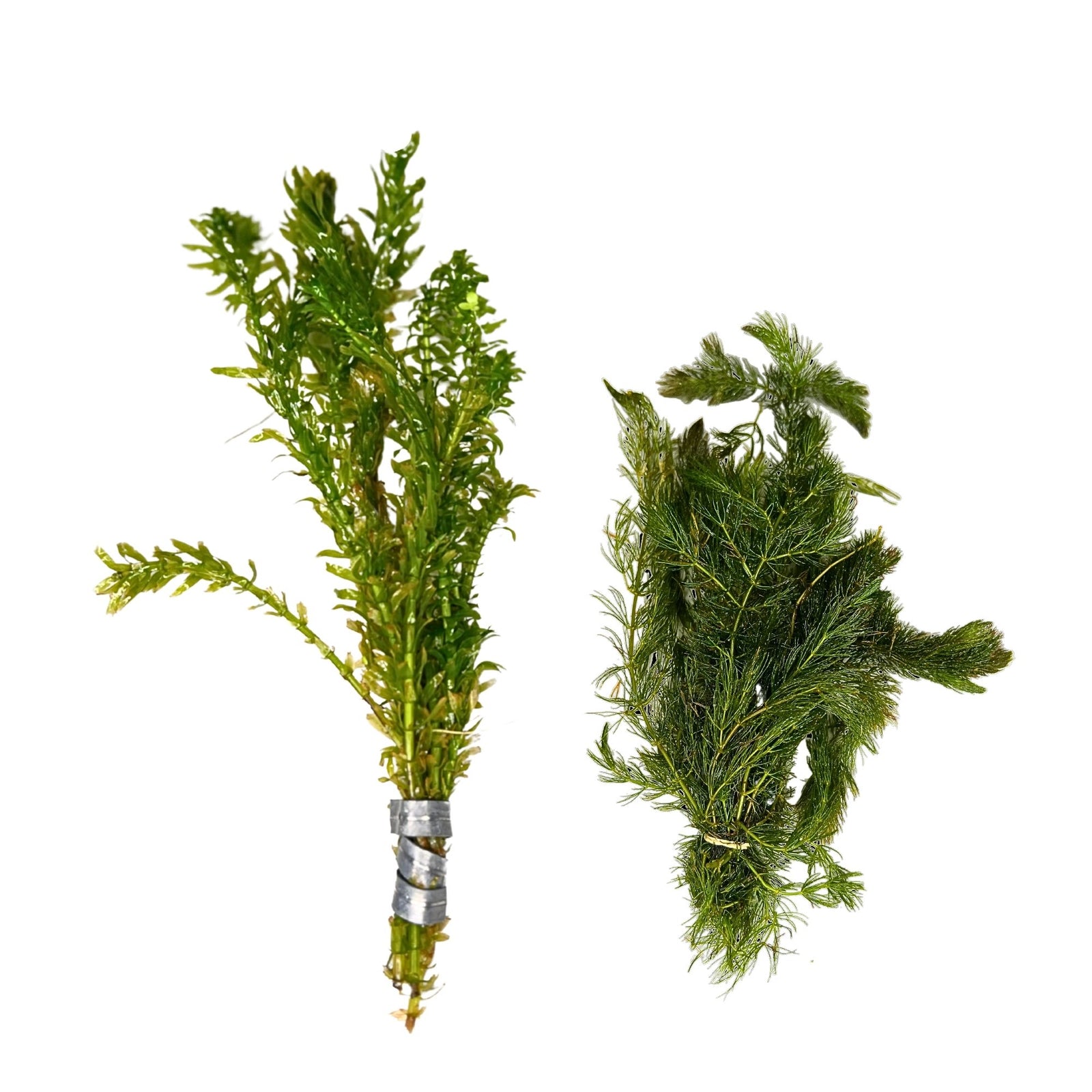 Anacharis and Hornwort Bundle Live Aquarium Plants