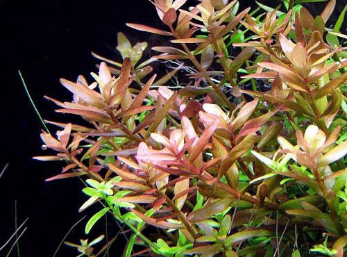 Rotala Indica