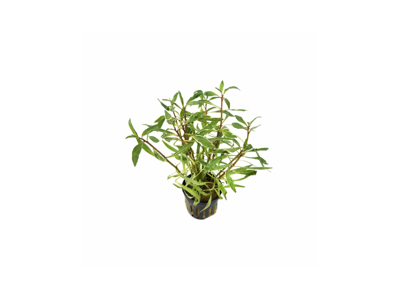 Ludwigia Inclinata "Verticillata White"