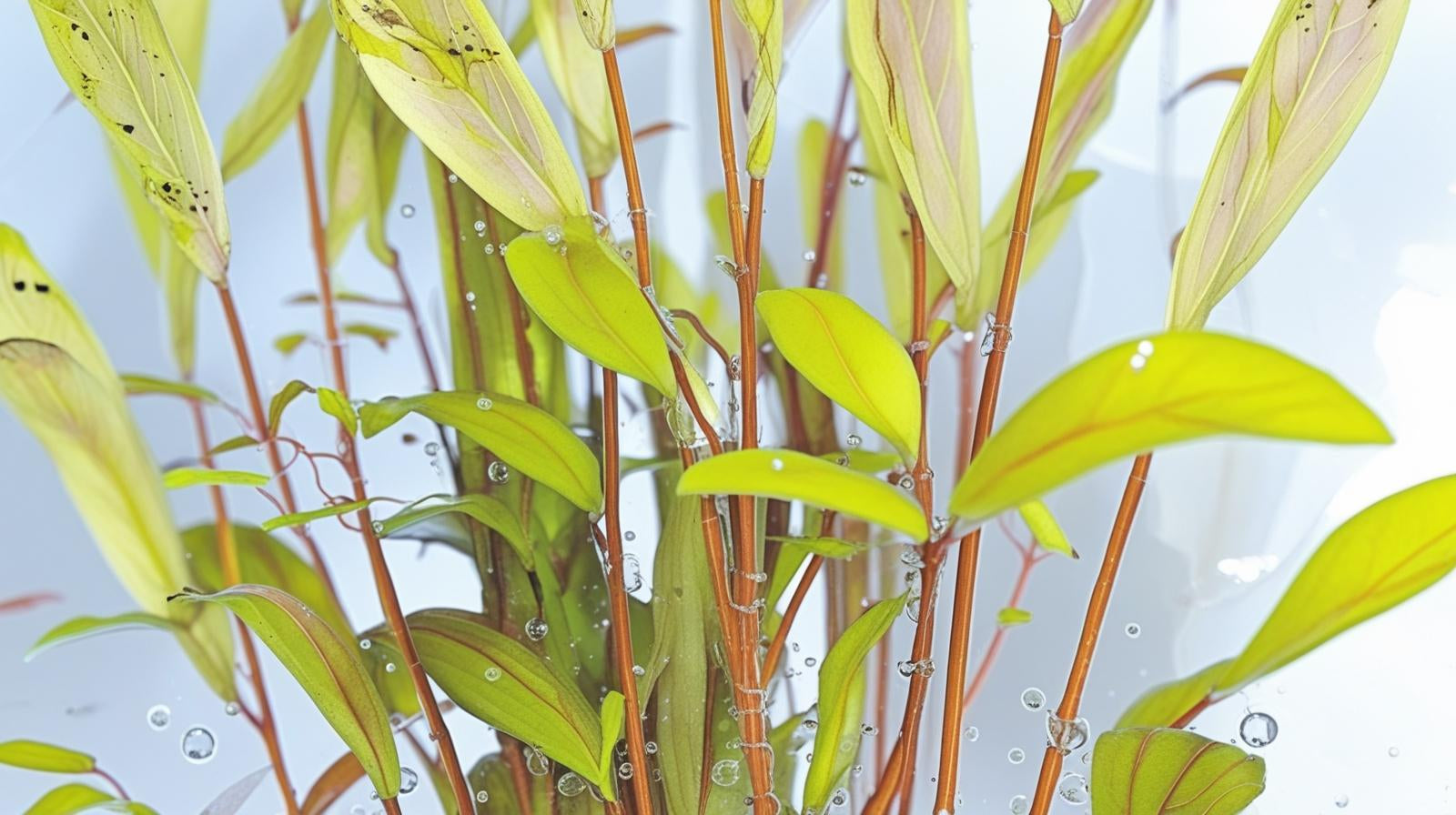 Nesaea Pedicellata (Golden)