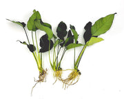 3 Anubias Aquatic Plants Bundle Small 1-3 Inches