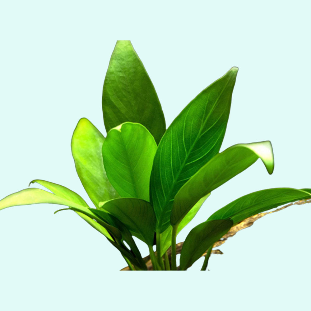 Anubias Heterophylla Lanceolata