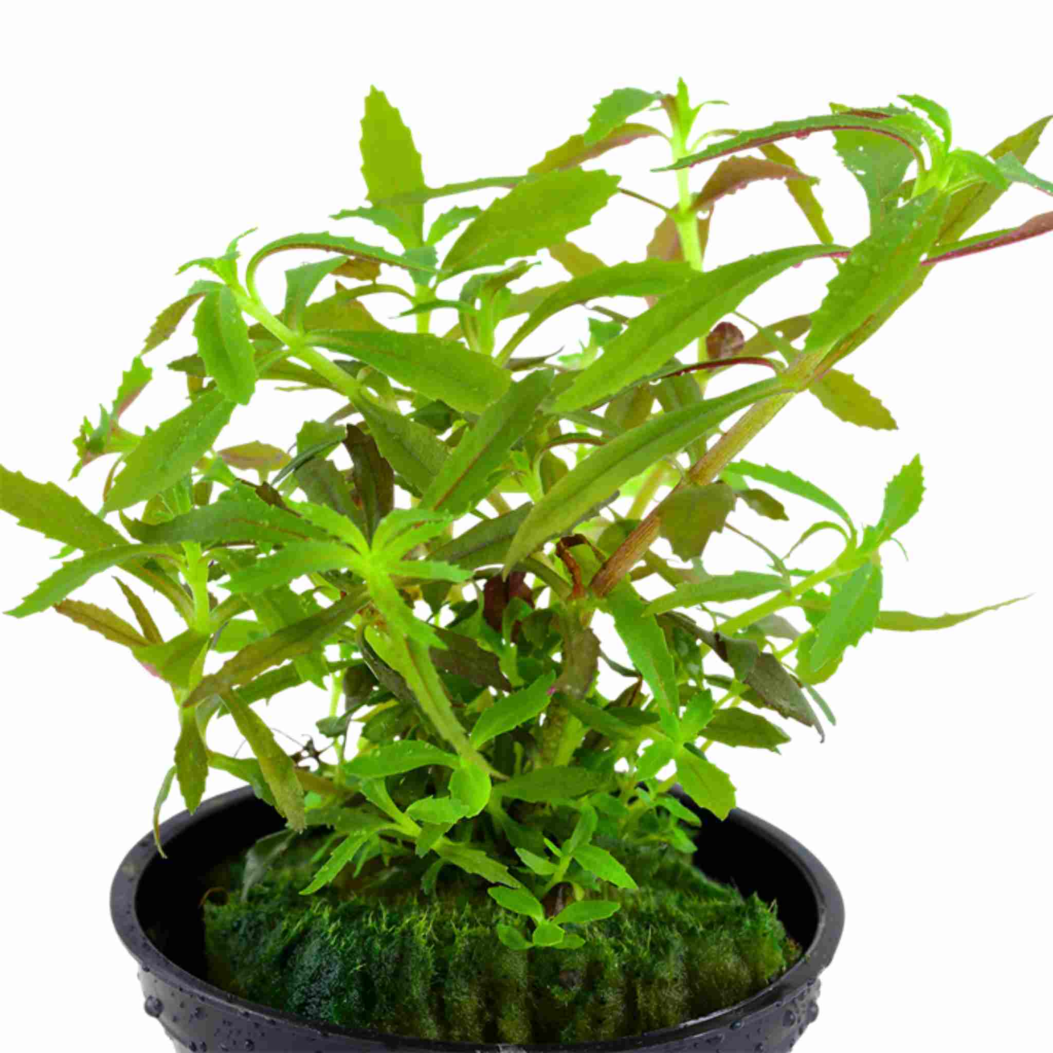 Limnophila Hippuridoides