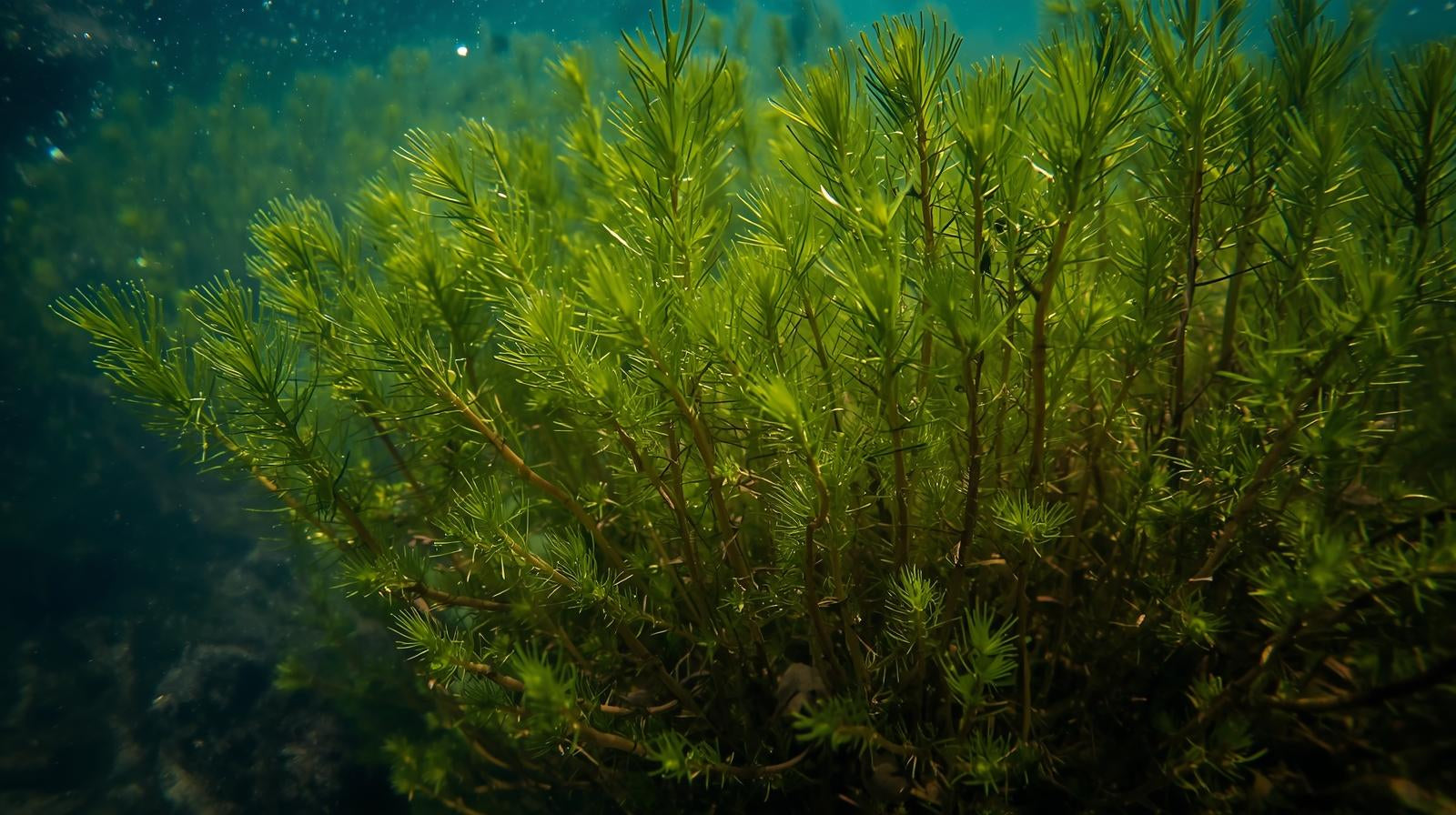 Hornwort Bunch