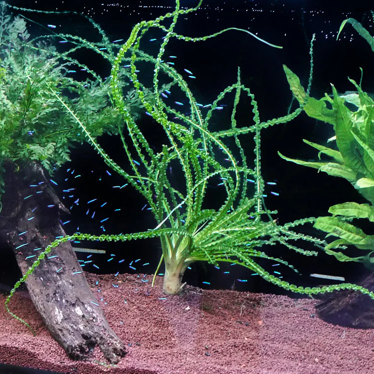 Crinum Calamistratum