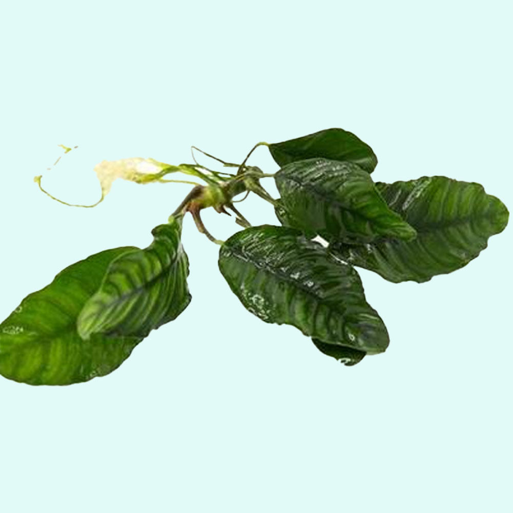 Anubias Barteri (Coffeefolia)