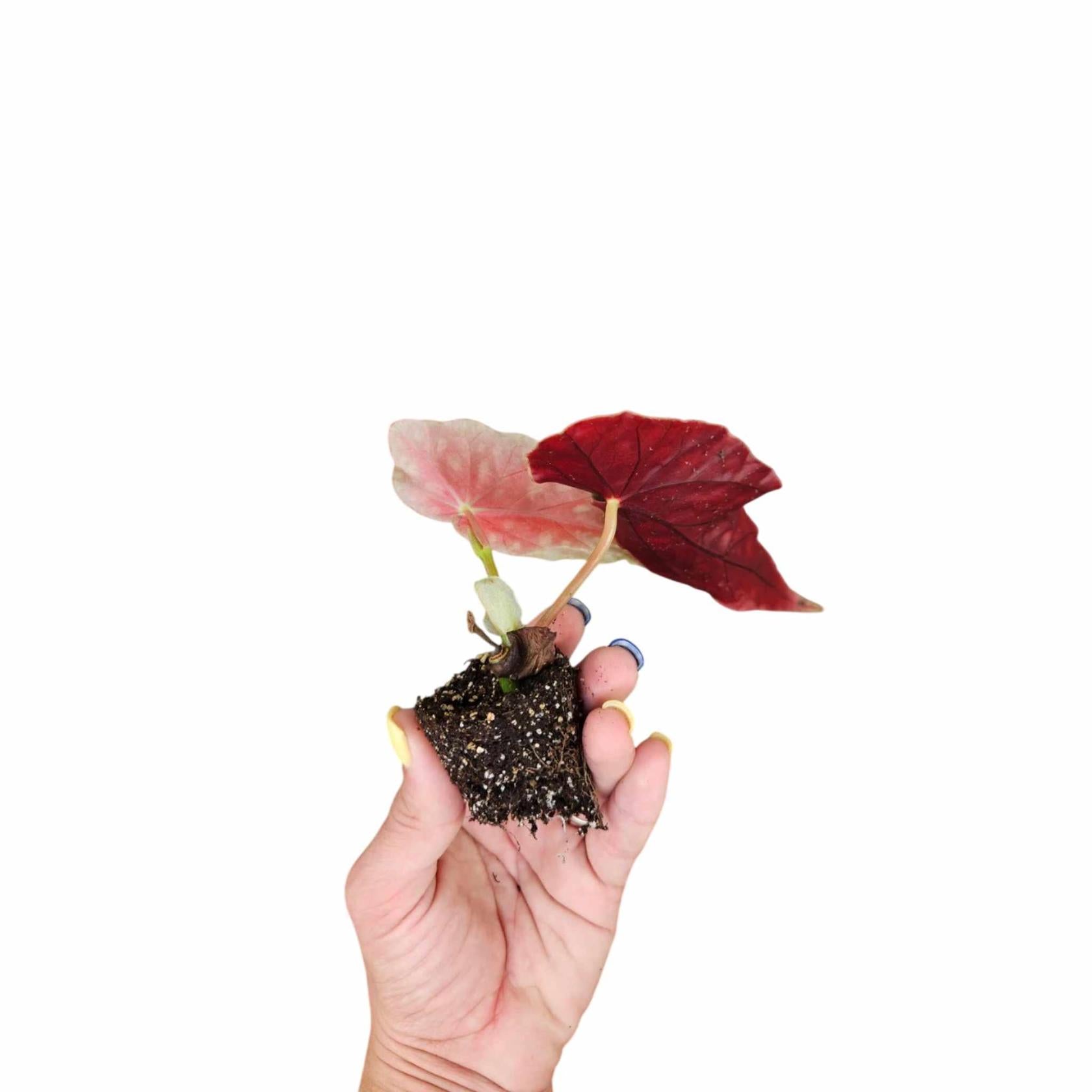 Angel Wing Begonia Maculata Rooted Starter Plant