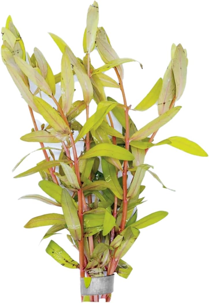 Nesaea Pedicellata (Golden)