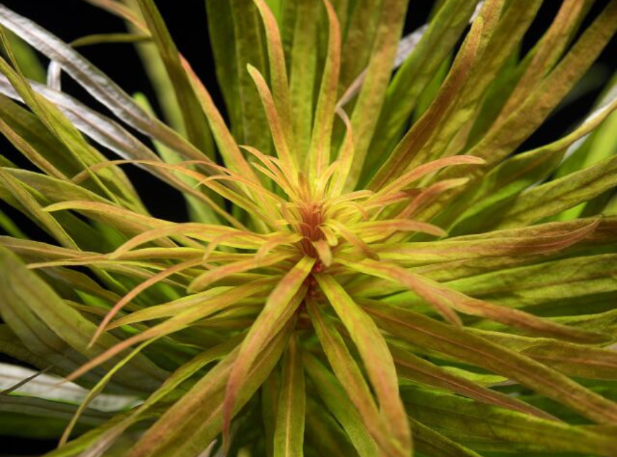 Ludwigia Inclinata RedCuba