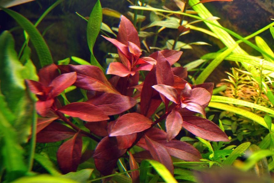 Ludwigia Repens Super Red Mini