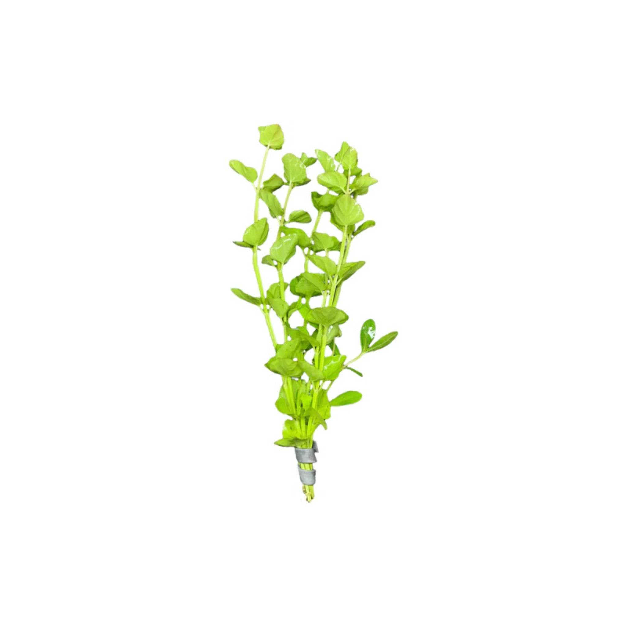 Mint Charlie (Micromeria Brownei)