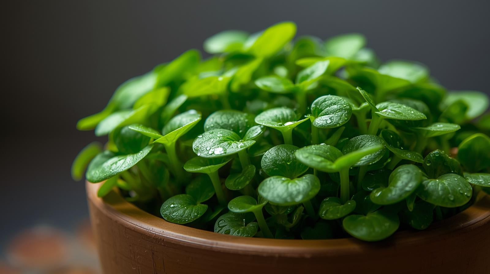 Anubias Barteri Mini Coin Leaf