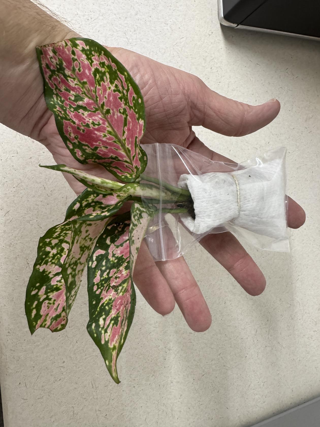 Aglaonema Queen Red Valentine Rooted Starter Plant