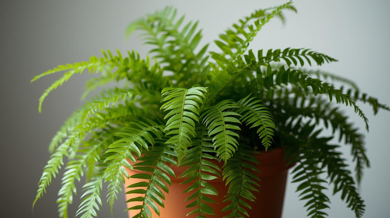 Java Fern Microsorum