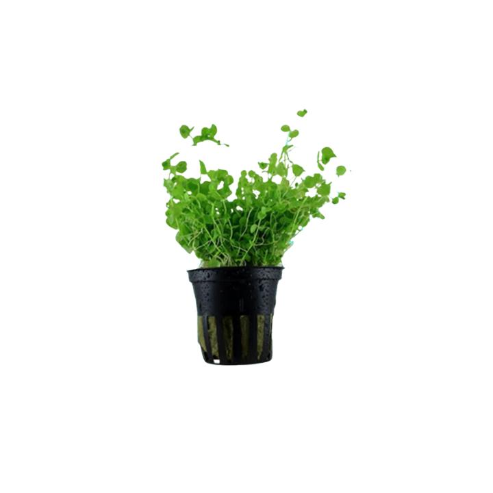 Aquarium Foreground Plant Bundle – 3 Pots