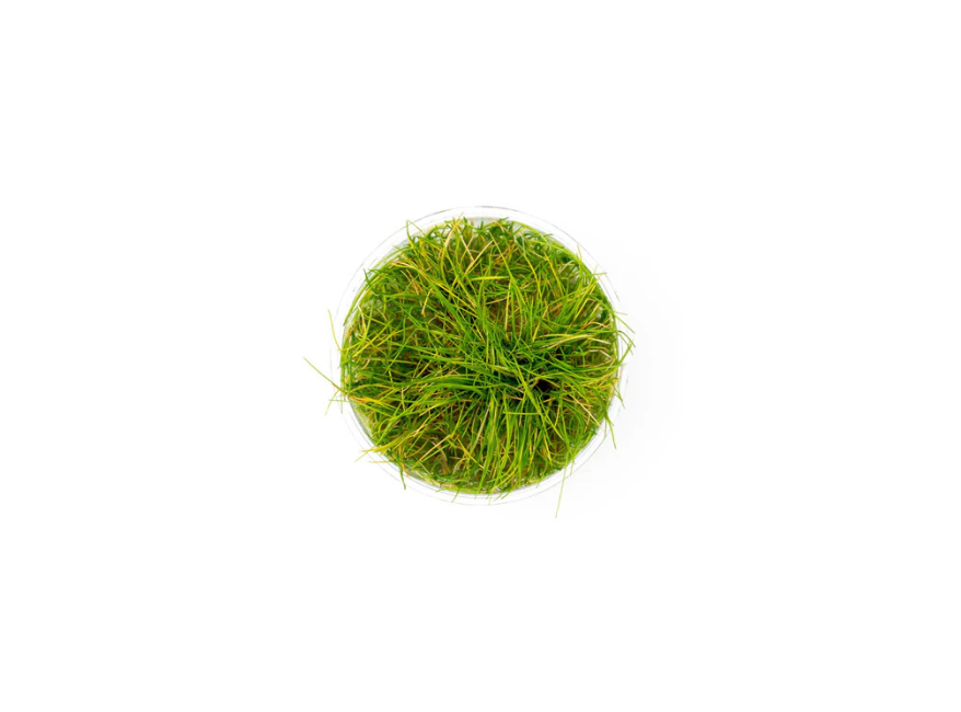 Eleocharis acicularis 'Mini' Dwarf Hair Grass Tissue Culture