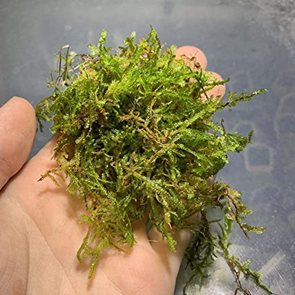 Java Moss "Taxiphyllum Barbieri"