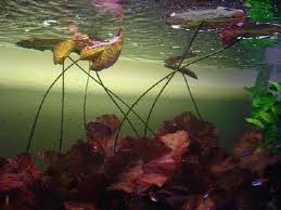 Red Tiger Lotus Lily Nymphaea