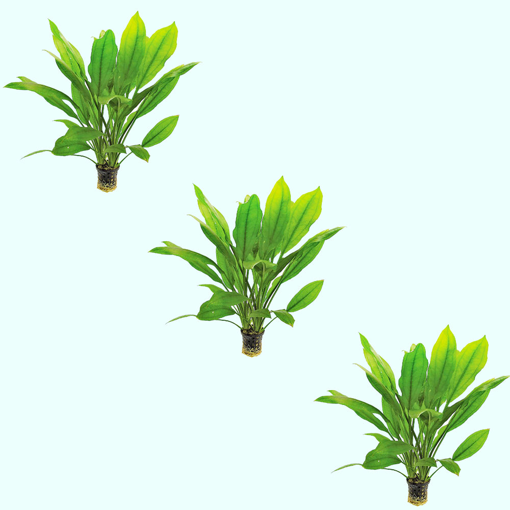 Amazon Sword Echinodorus Bleheri