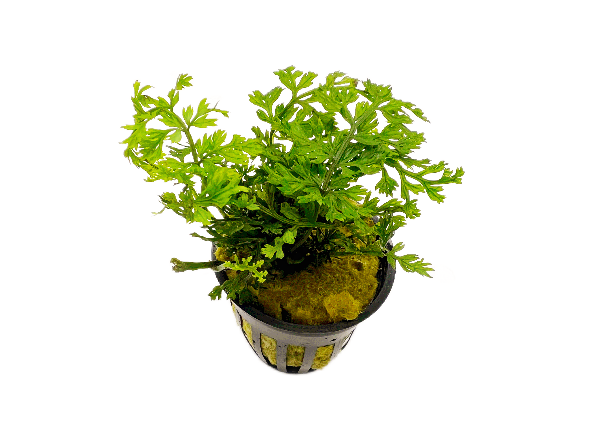 Bolbitis Heteroclita Difformis "Mini"