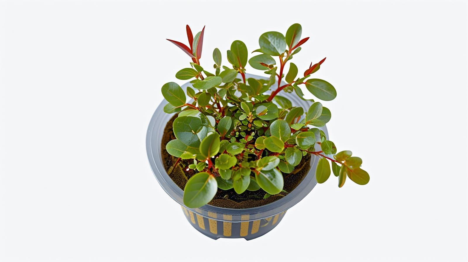 Ludwigia Repens Red 2 Inch Pot
