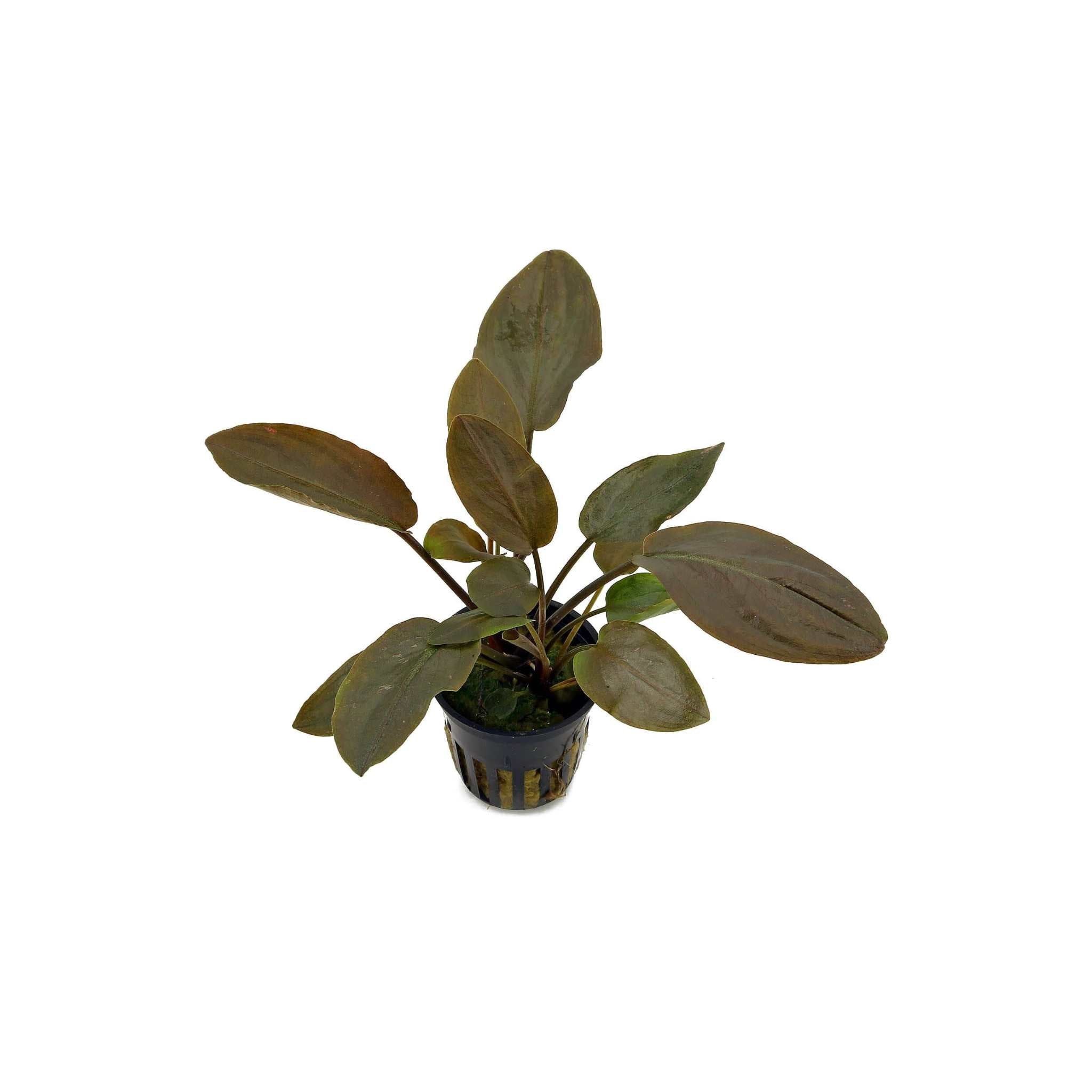 Lagenandra Meeboldii