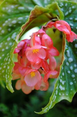 Angel Wing Begonia Lois Burke Rooted Starter Plant
