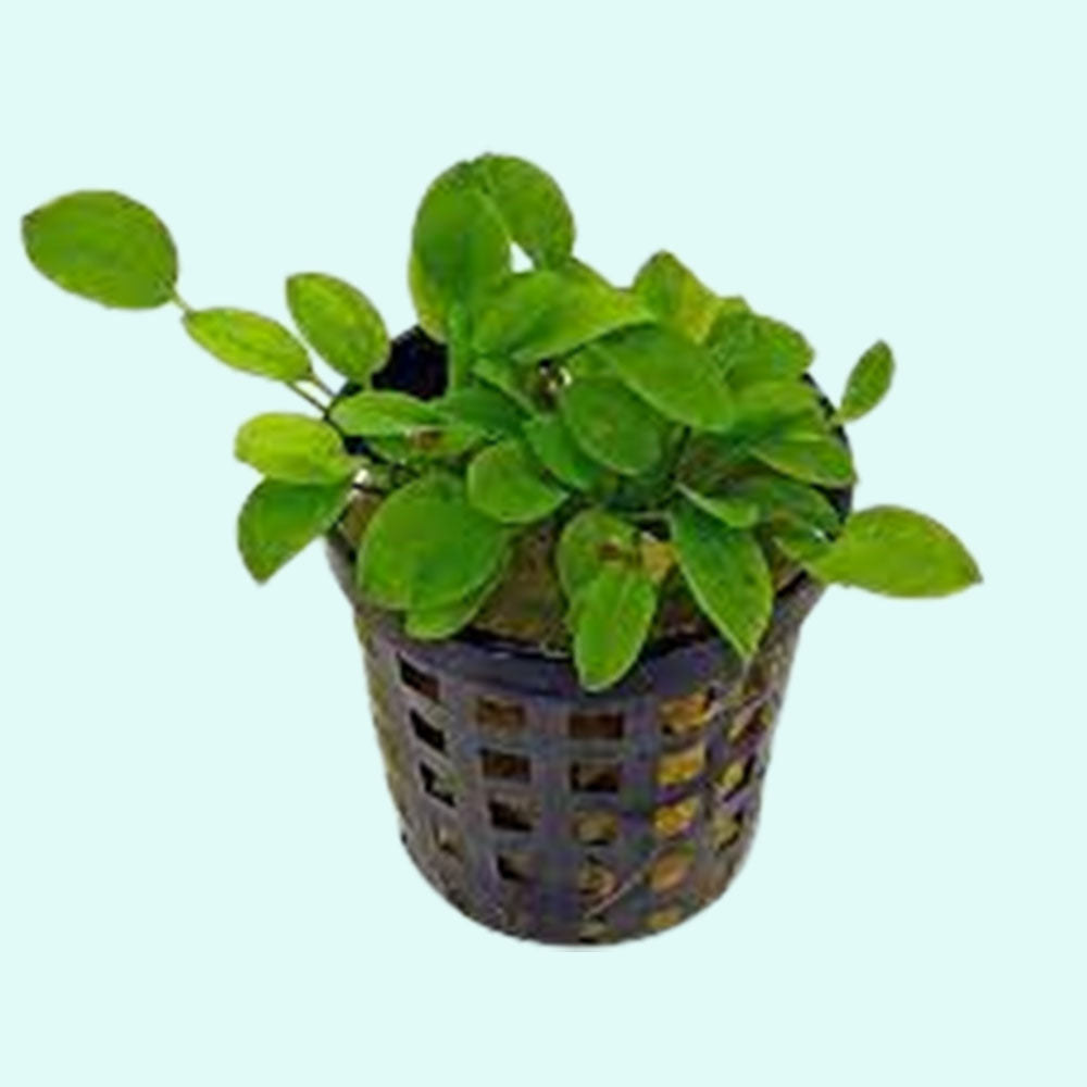 Lagenandra Meeboldii