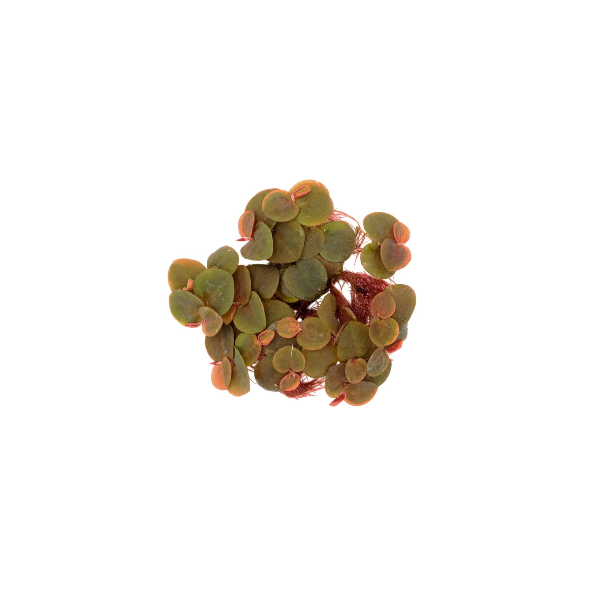 Floating Plant Combo Pack