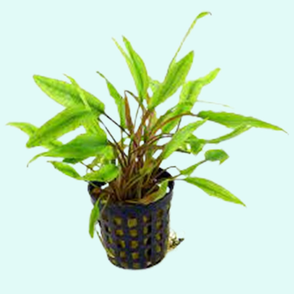 Cryptocoryne Crypt (Undulata)
