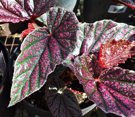 Angel Wing Begonia Miss Mummy Rooted Starter Plant