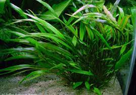 Cryptocoryne Crypt Lucens