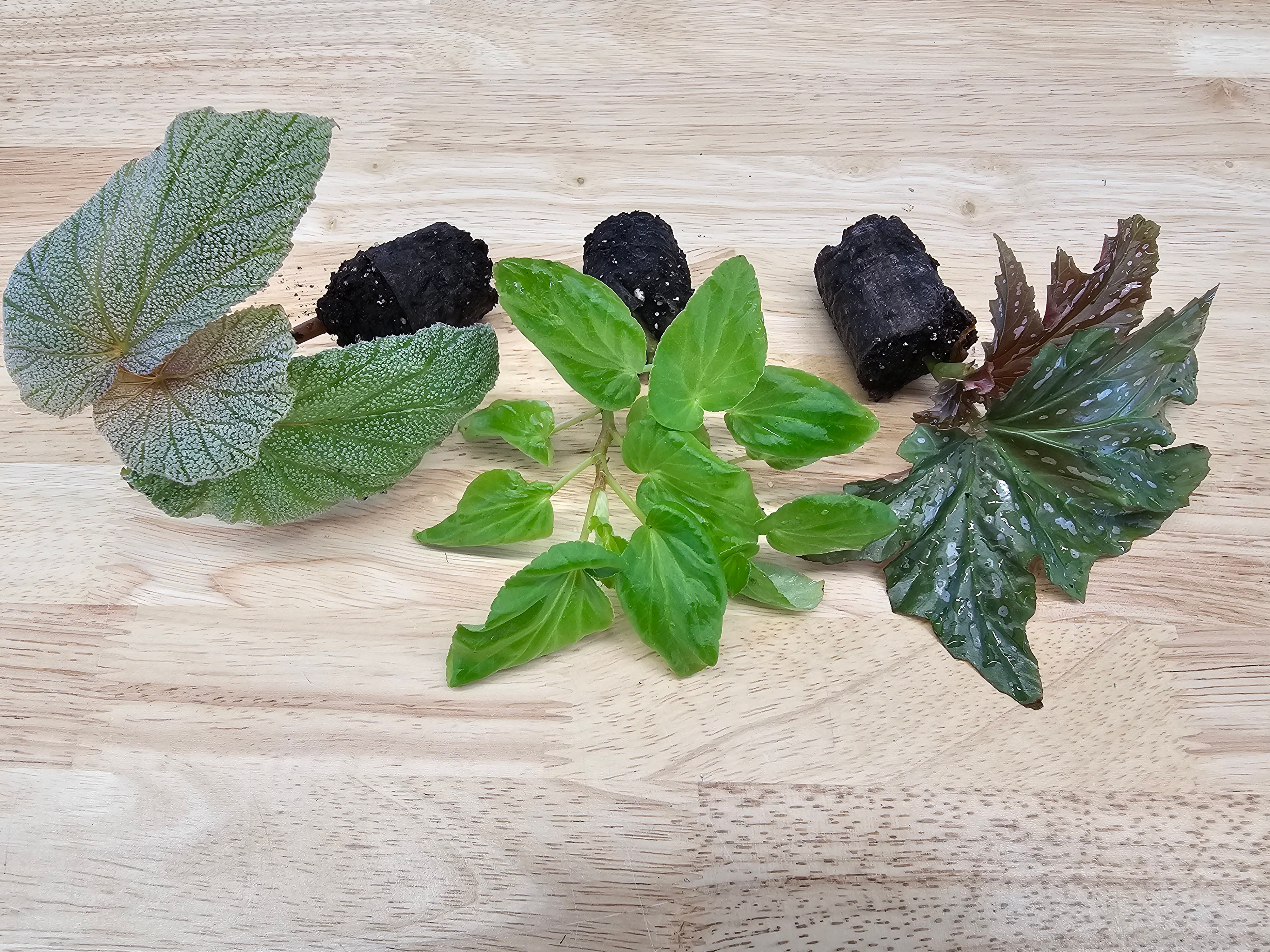 Angel Wing Begonia Assorted Starter Plant Bundle