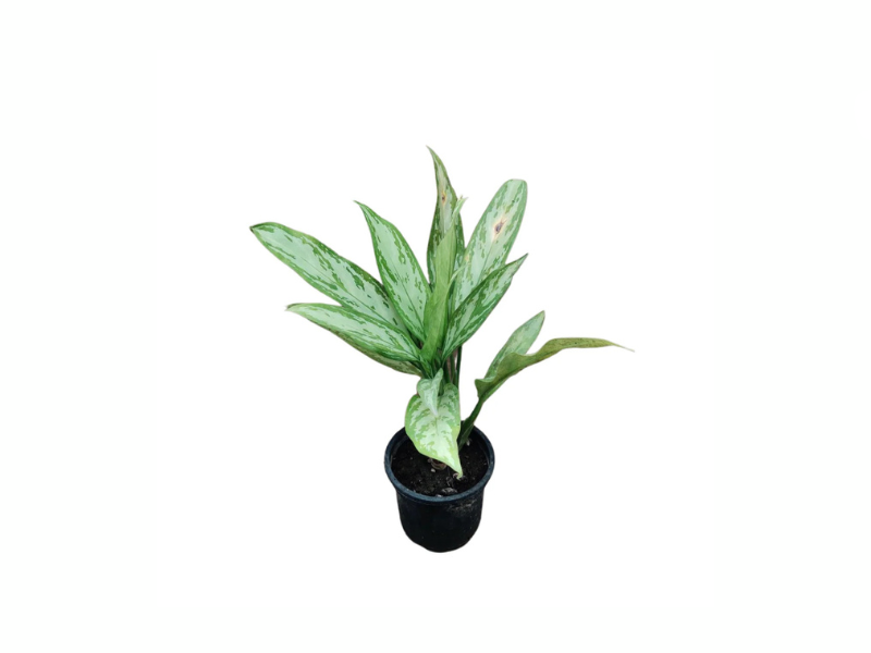 Aglaonema Queen "Chinese Evergreen"