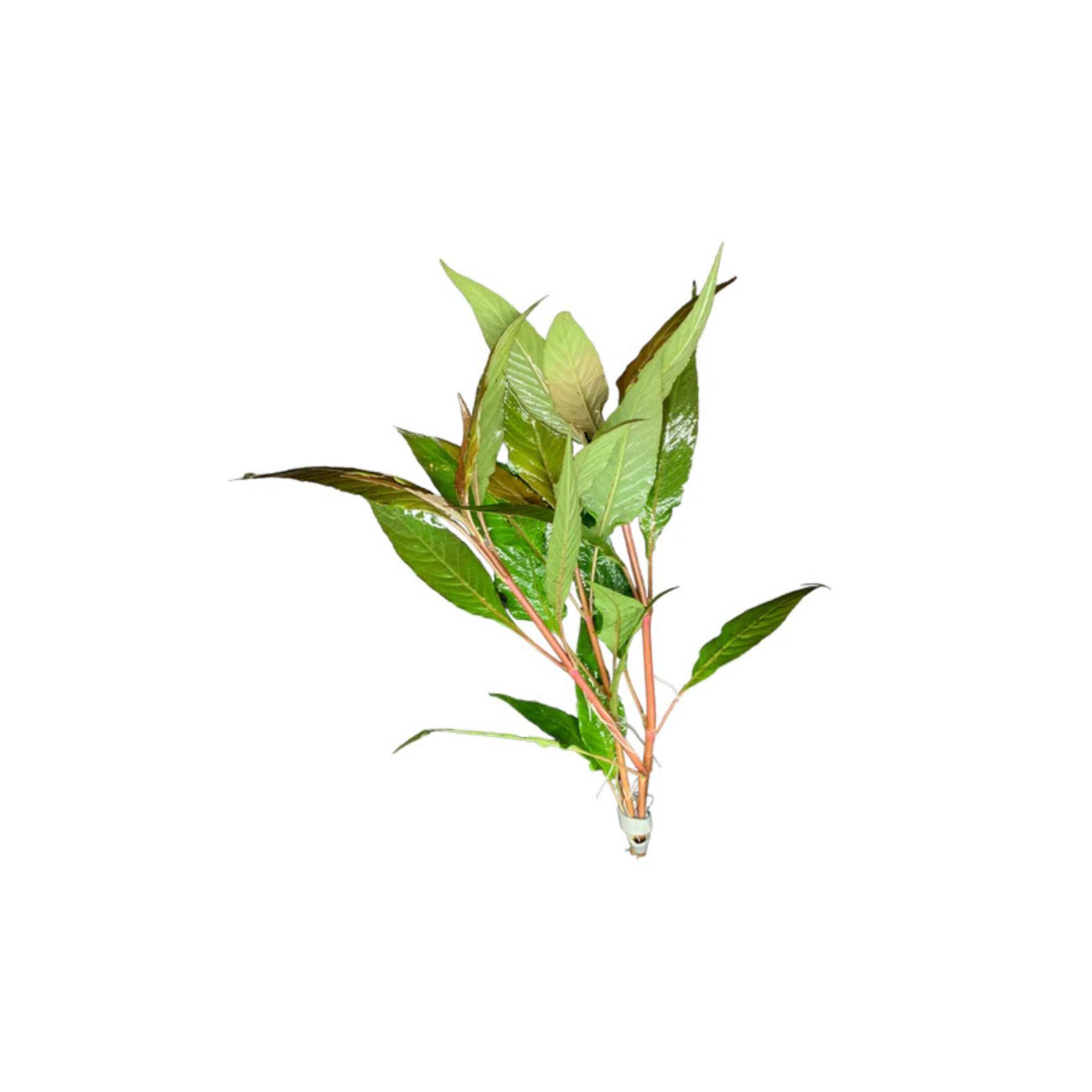 Hygro Blue Hygrophila Salcifolia